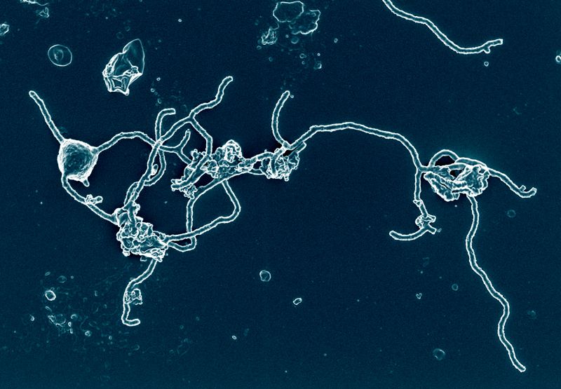 Microbo 'antenato del mondo' coltivato in laboratorio
