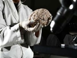 Cervello 'riattivato' 4 ore dopo la morte, studio su maiali