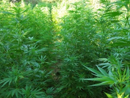 Cannabis, nel 2019 produzione di quella terapeutica aumenter a 150 kg