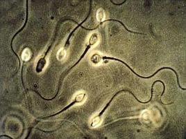 Sperma di pecora congelato 50 anni fa ancora fertile