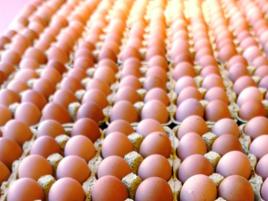 Farmaci, galline Ogm depongono uova che li contengono