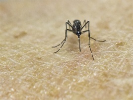 Oms, accelerare sforzi per prevenire malaria